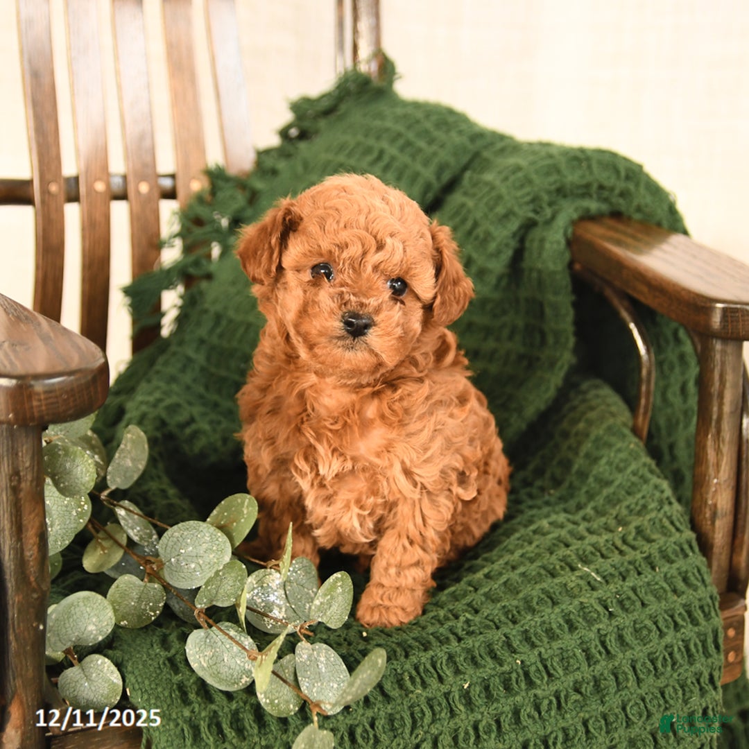 Toy Poodle dogs for sale: Cherry - Ad 2