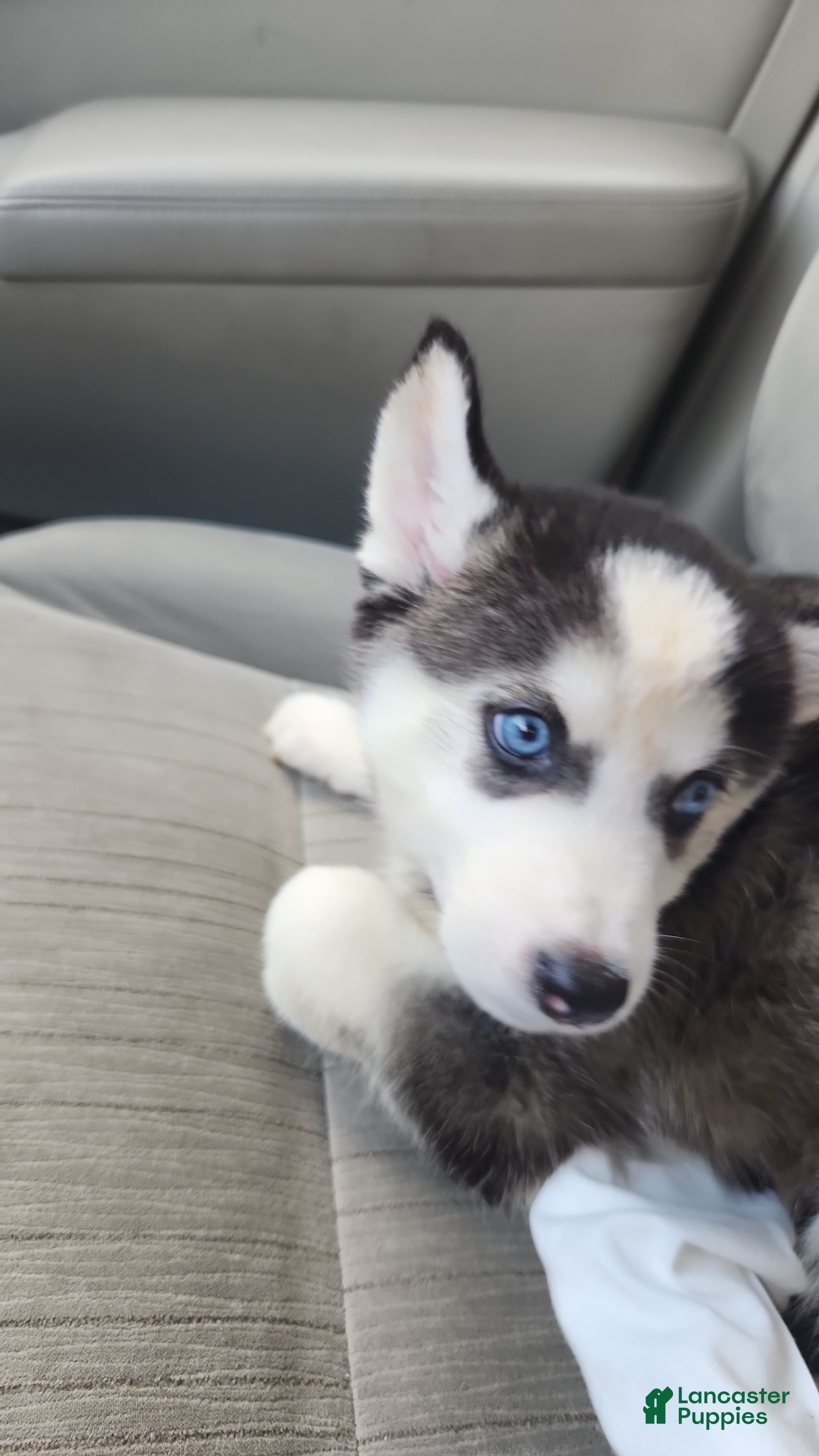 Siberian Husky dogs Princess - Ad 31