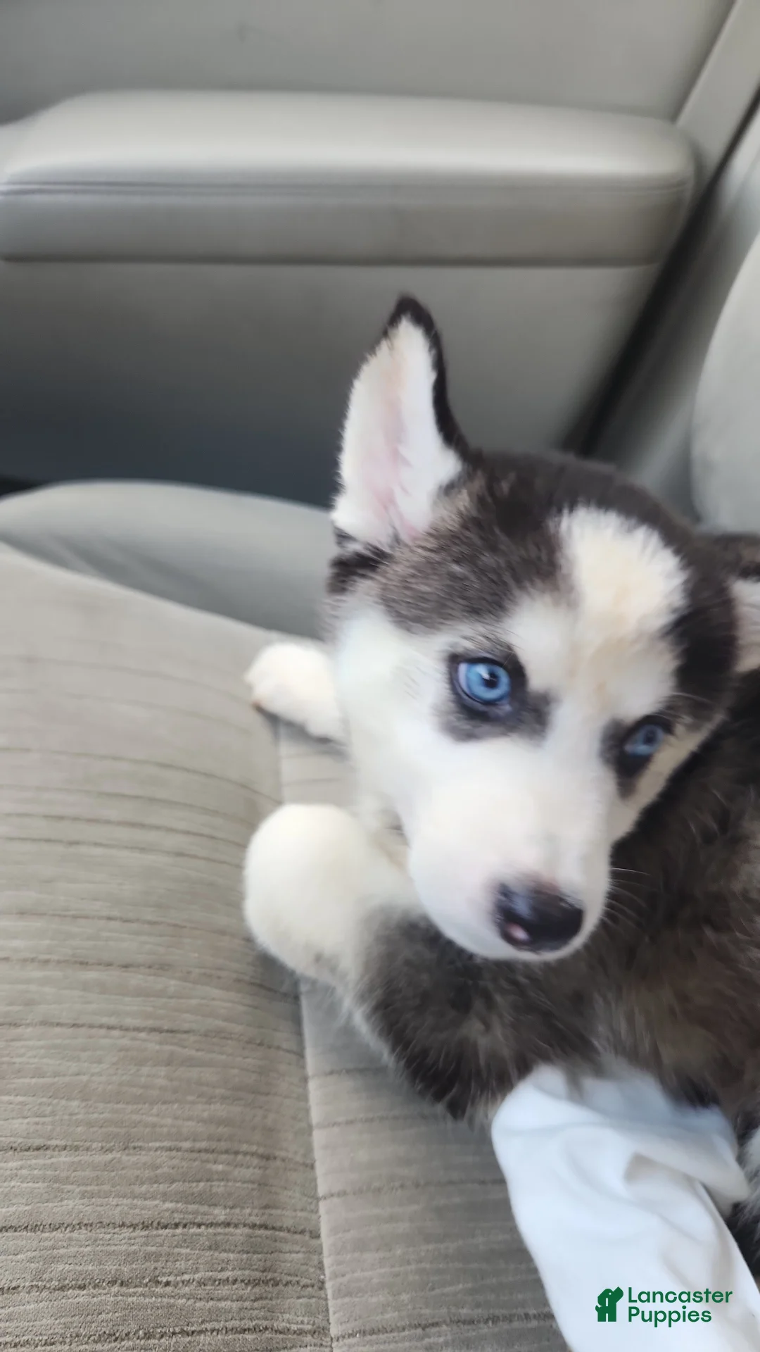Siberian Husky dogs for sale: Princess - Ad 1