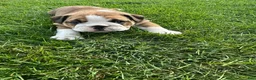 English Bulldog dogs for sale: Becca - Ad 4