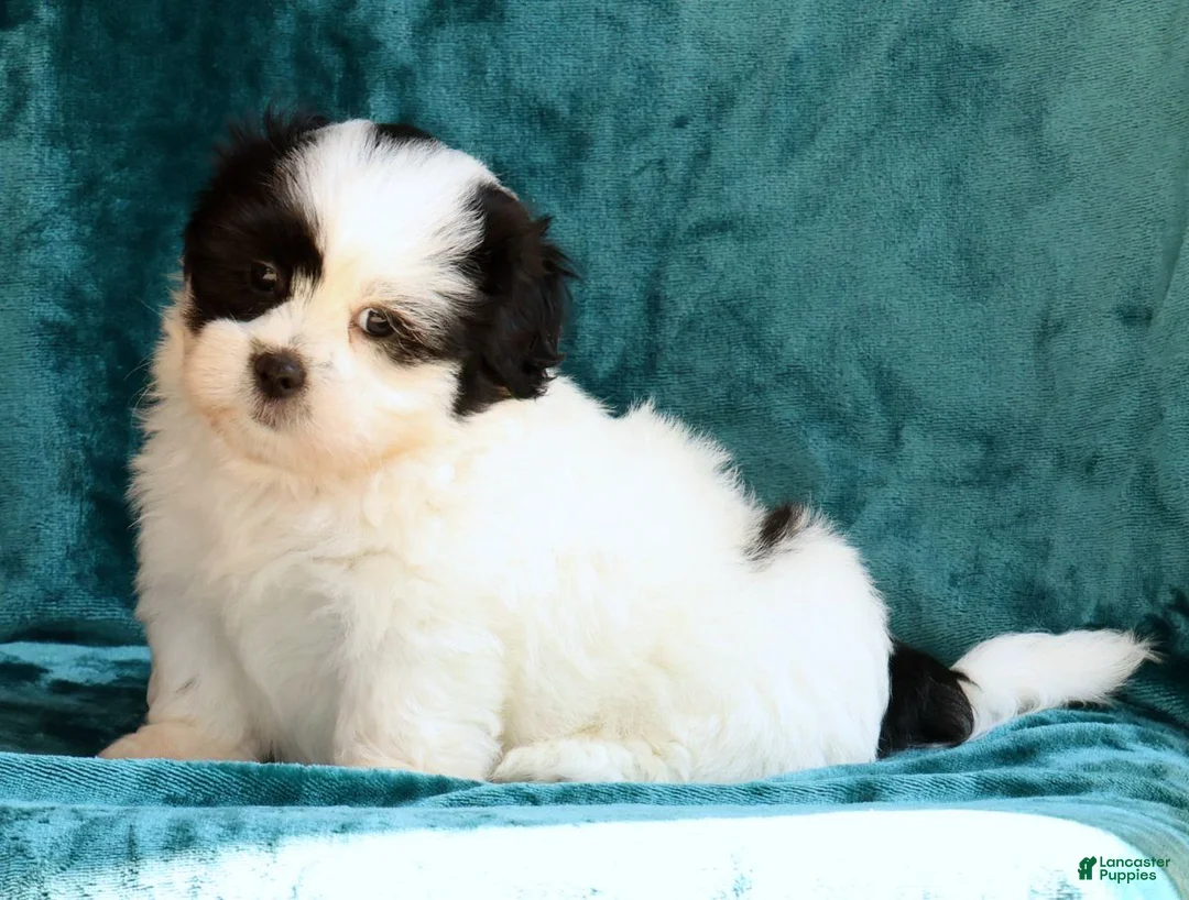 Shih Tzu dogs for sale: Panda - Ad 2