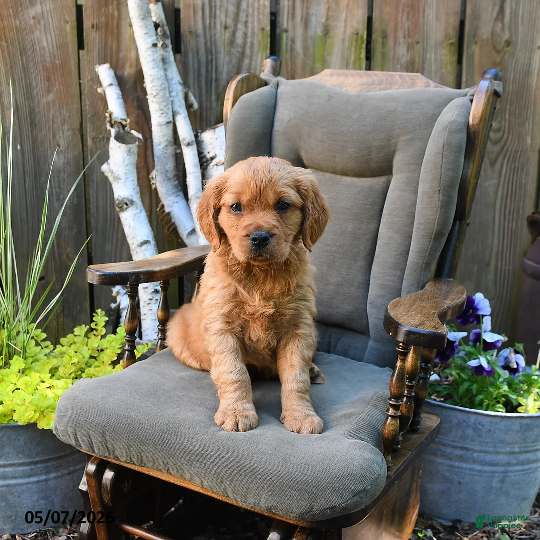Miniature Golden Retriever dogs for sale: Declan - Ad 2
