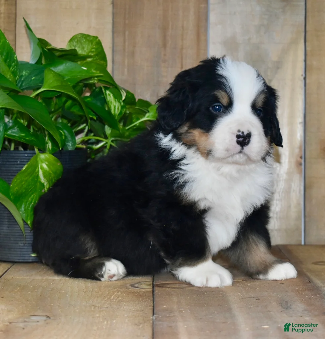 Bernese Mountain Dog dogs for sale: Ollie - Ad 3