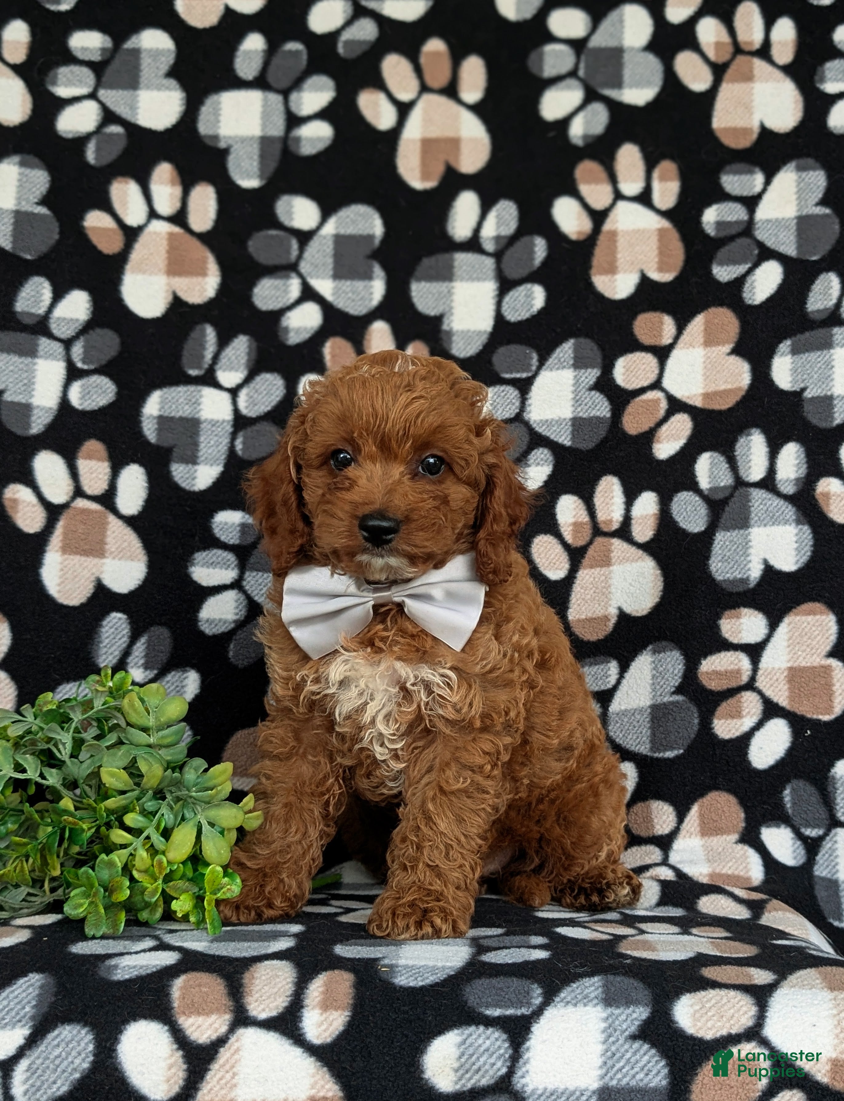 Cavapoo dogs Chase Hypoallergenic - Ad 1