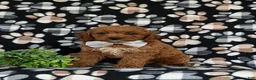 Cavapoo dogs for sale: Chase Hypoallergenic - Ad 1