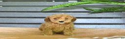 Miniature Poodle dogs for sale: Crena - Ad 5