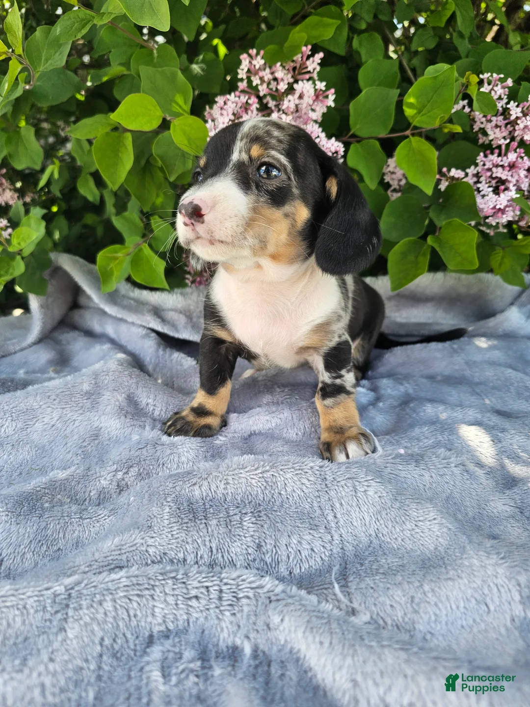 Dachshund dogs for sale: Rusty - Ad 1