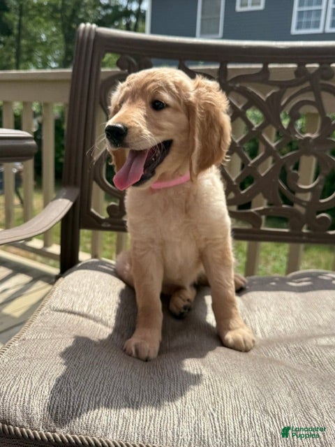 Goldendoodle dogs Ruth - Ad 2
