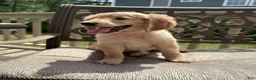Goldendoodle dogs for sale: Ruth - Ad 6