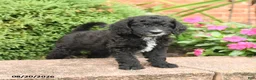 Miniature Poodle dogs for sale: Smokey - Ad 1