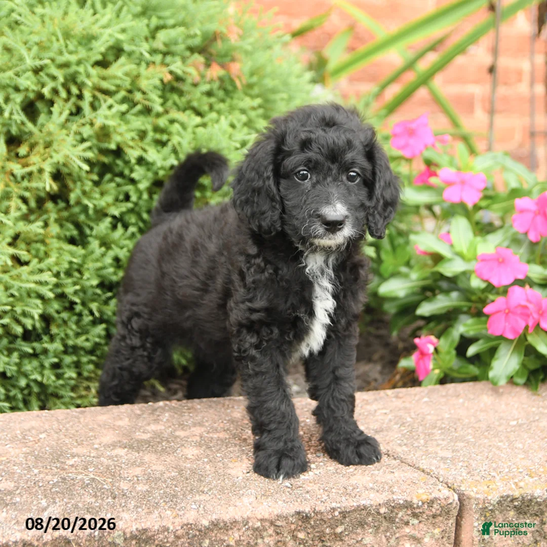 Miniature Poodle dogs for sale: Smokey - Ad 1