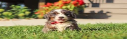 Mini Bernedoodle dogs for sale: Lemonhead - Ad 6