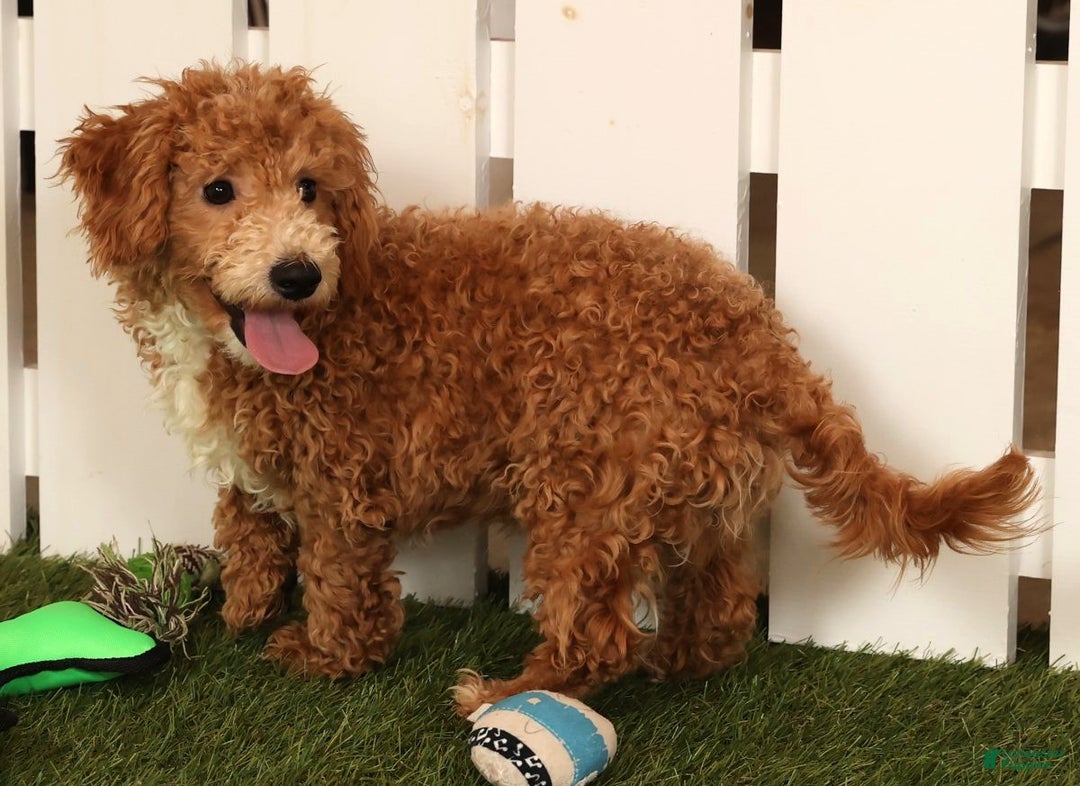 Bichpoo dogs for sale: Skipper - Ad 3