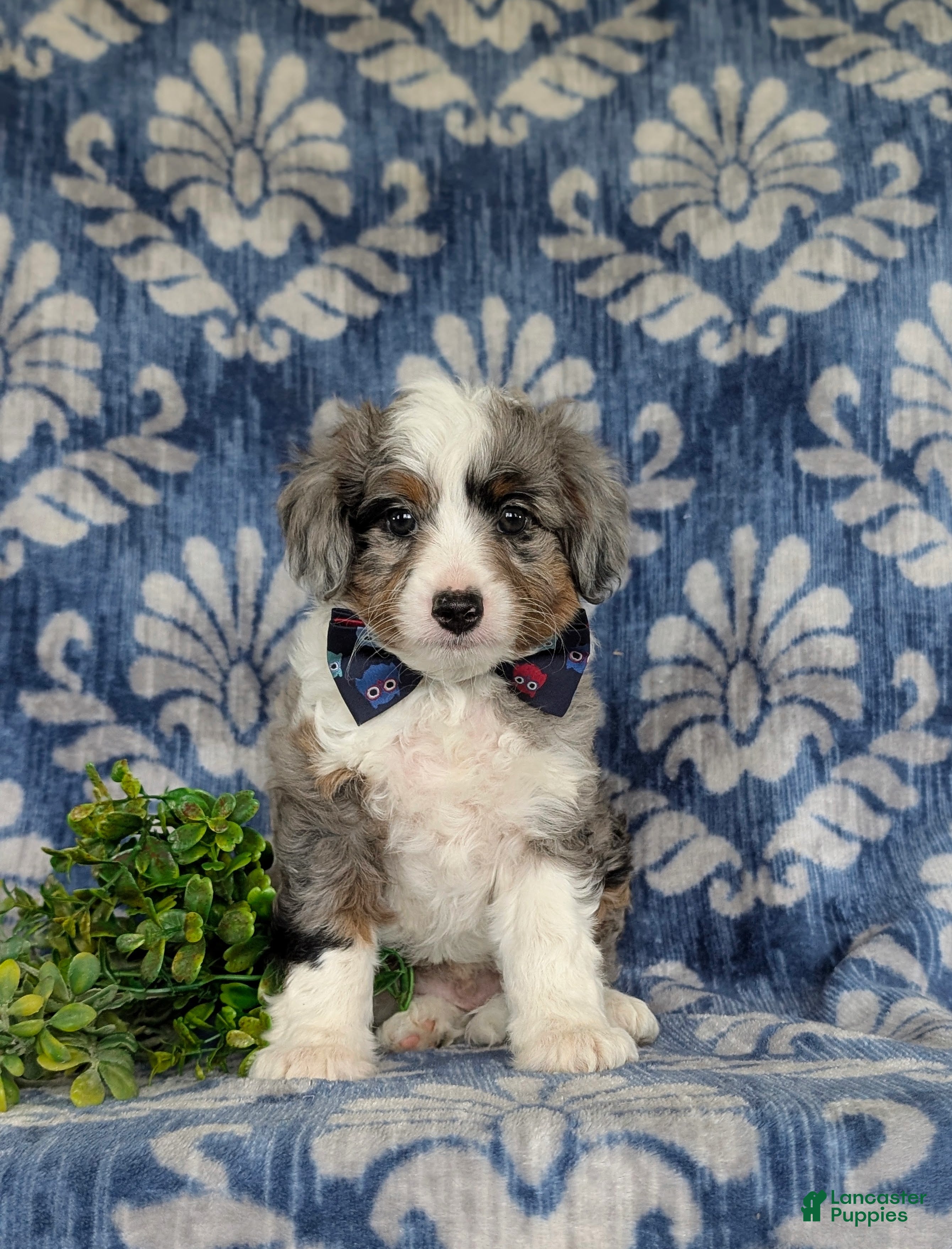 Aussiedoodle dogs Shayne Adult wt 16 lbs - Ad 2