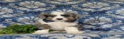 Aussiedoodle dogs for sale: Shayne Adult wt 16 lbs - Ad 2