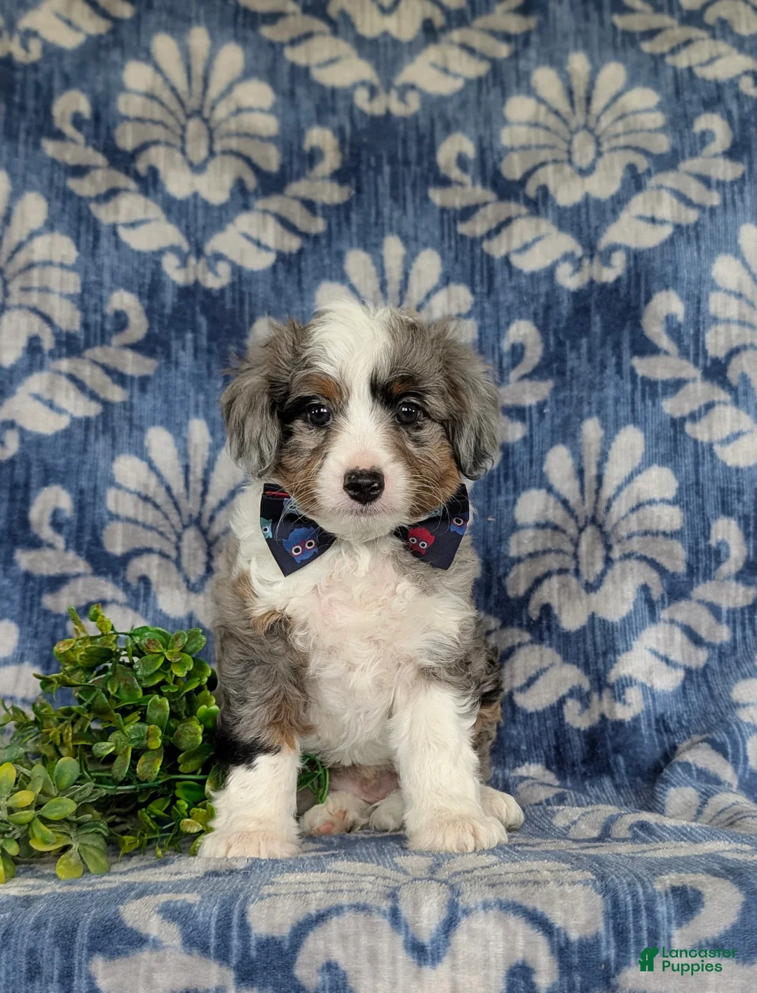 Aussiedoodle dogs for sale: Shayne Adult wt 16 lbs - Ad 2