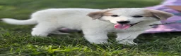 Great Pyrenees dogs for sale: George - Ad 1