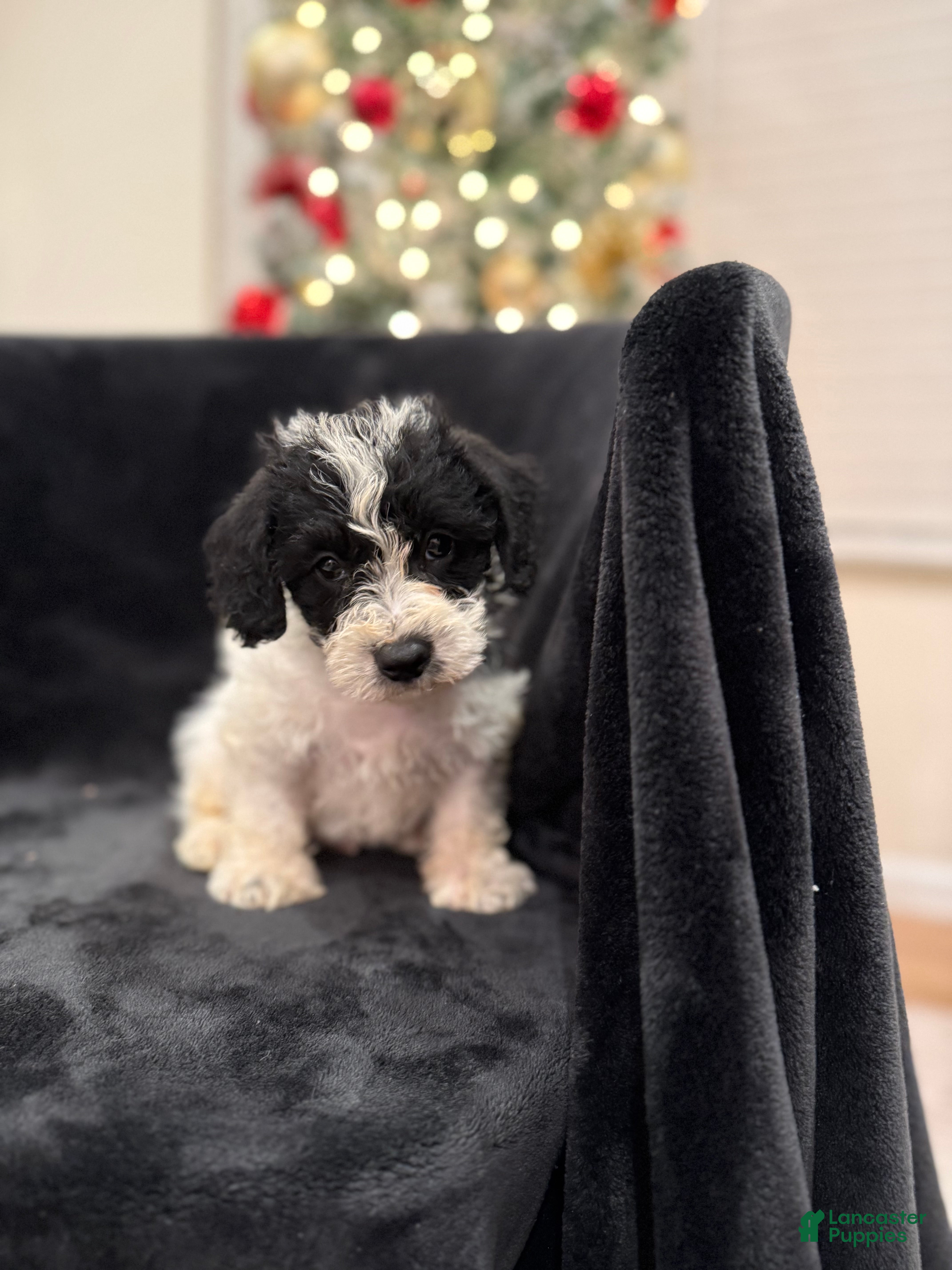 Schnoodle dogs Max  - Ad 6