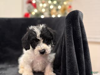 Schnoodle dogs Max - Ad 6