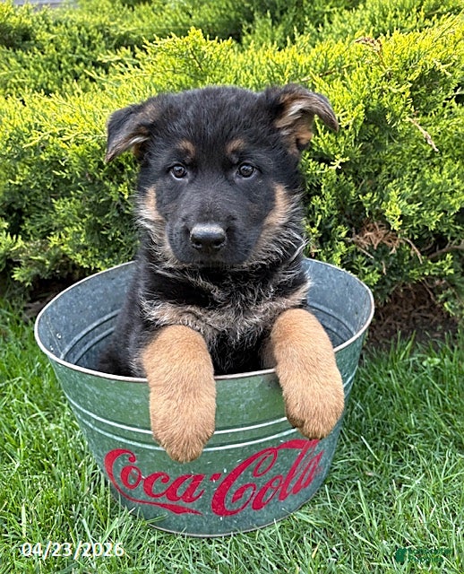 German Shepherd dogs Stetson - Ad 2