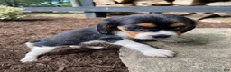 Beaglier dogs for sale: Alaina - Ad 6