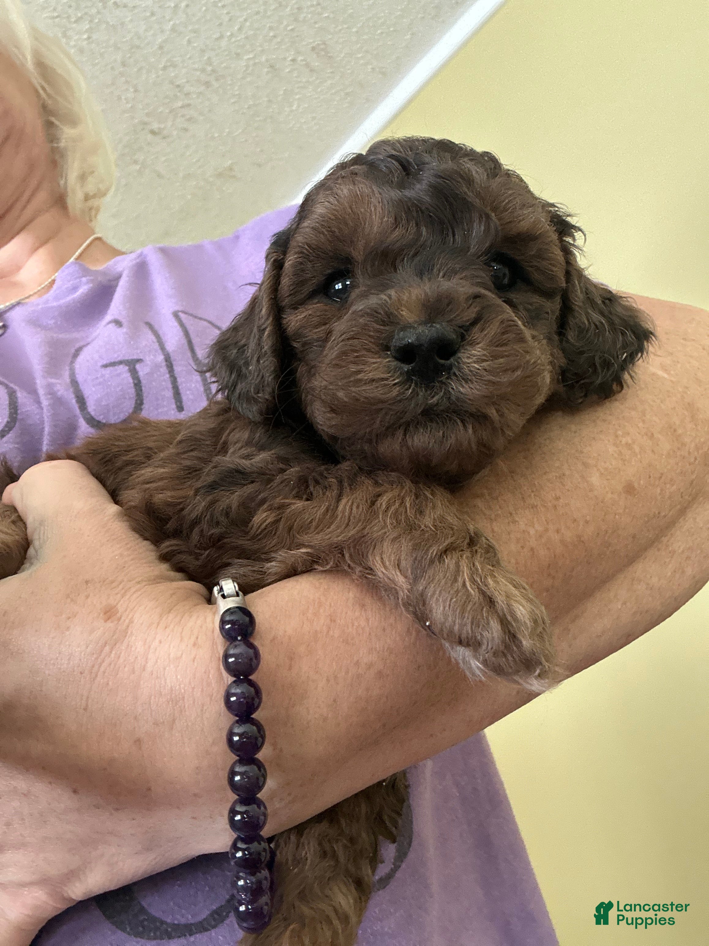 Mini Goldendoodle dogs Cumin - Ad 12