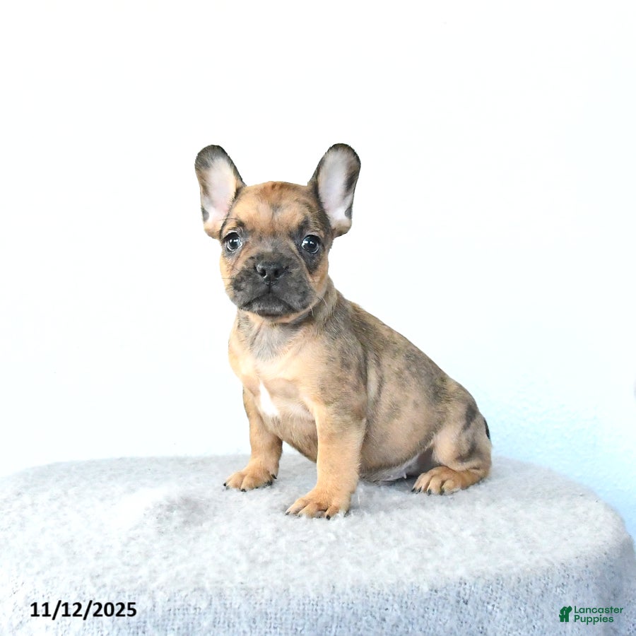 French Bulldog dogs Pebbles - Ad 10