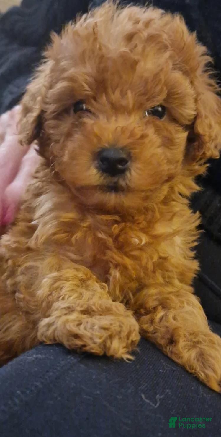 Maltipoo dogs Hanna - Ad 23