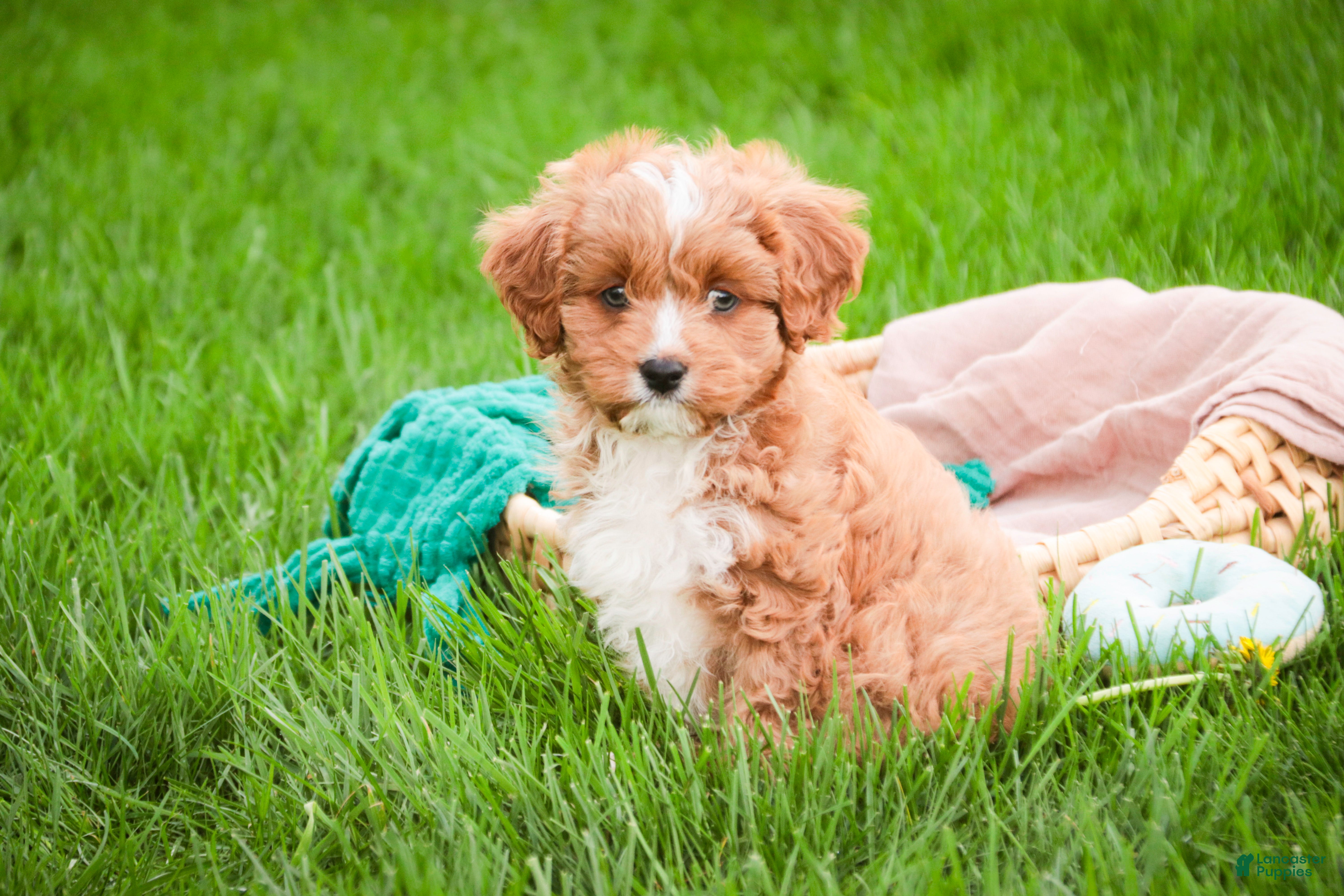 Cavapoo dogs Herbie - Ad 2