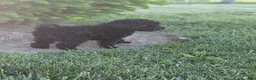 Miniature Poodle dogs for sale: Miniature Poodle Puppy 4 - Ad 5