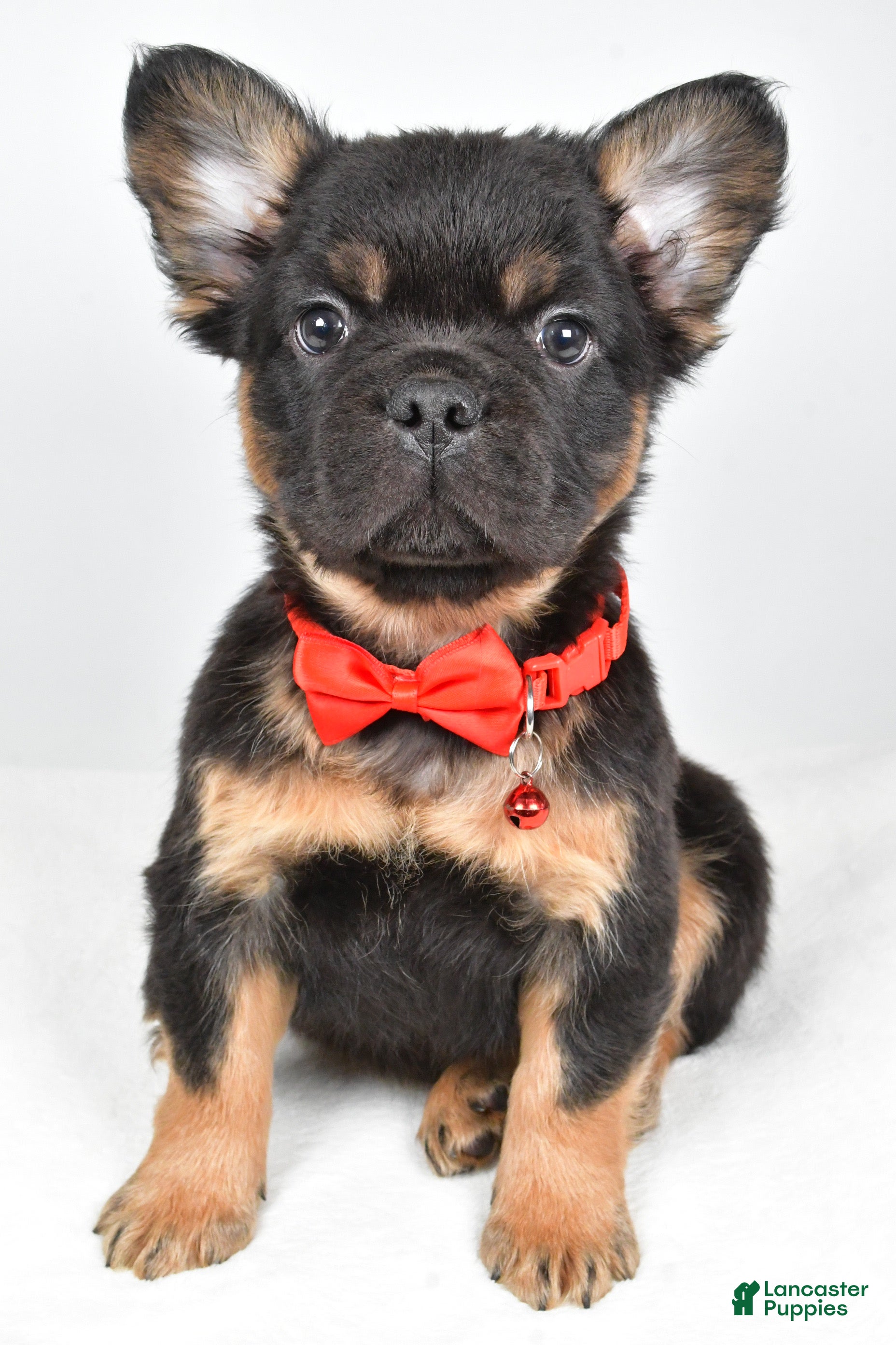 French Bulldog dogs Morris - Ad 17