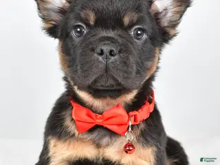 French Bulldog dogs Morris - Ad 2