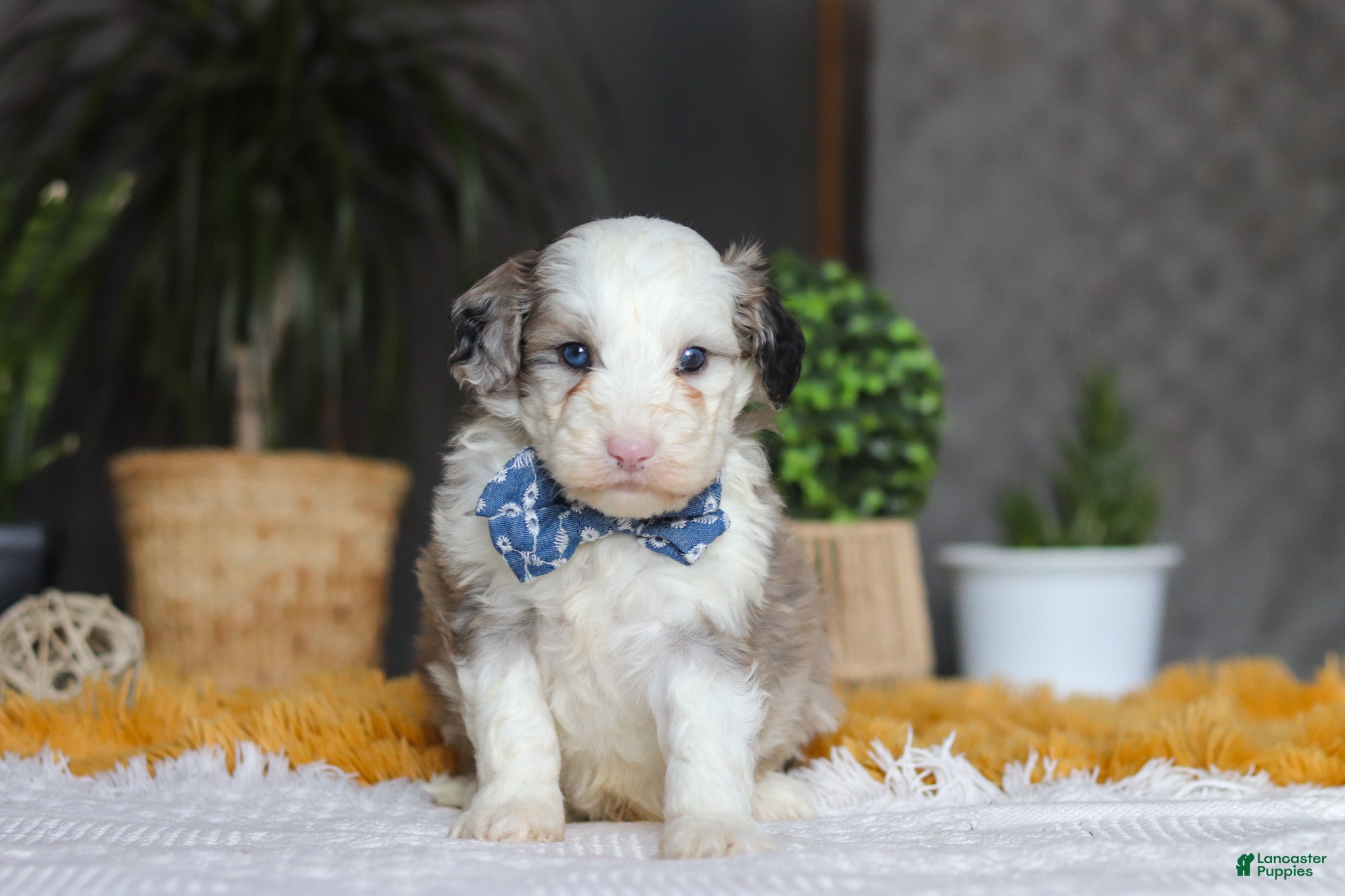 Sheepadoodle dogs Eggbert - Ad 1
