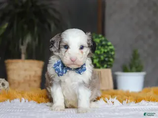 Sheepadoodle dogs for sale: Eggbert - Ad 2
