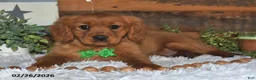 Miniature Golden Retriever dogs for sale: Cubit - Ad 5