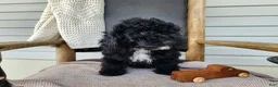 Mini Bernedoodle dogs for sale: Brock - Ad 6