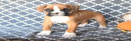 Boxer dogs for sale: Timmy - Ad 4