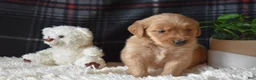 Golden Retriever dogs for sale: Lindsey - Ad 10