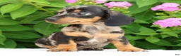 Miniature Dachshund dogs for sale: Jewel - Ad 6