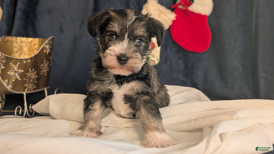 Miniature Schnauzer dogs for sale: Willow  - Ad 12