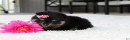 Pomeranian dogs for sale: Tessa - Ad 7