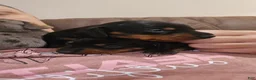 Miniature Dachshund dogs for sale: Curly  - Ad 2