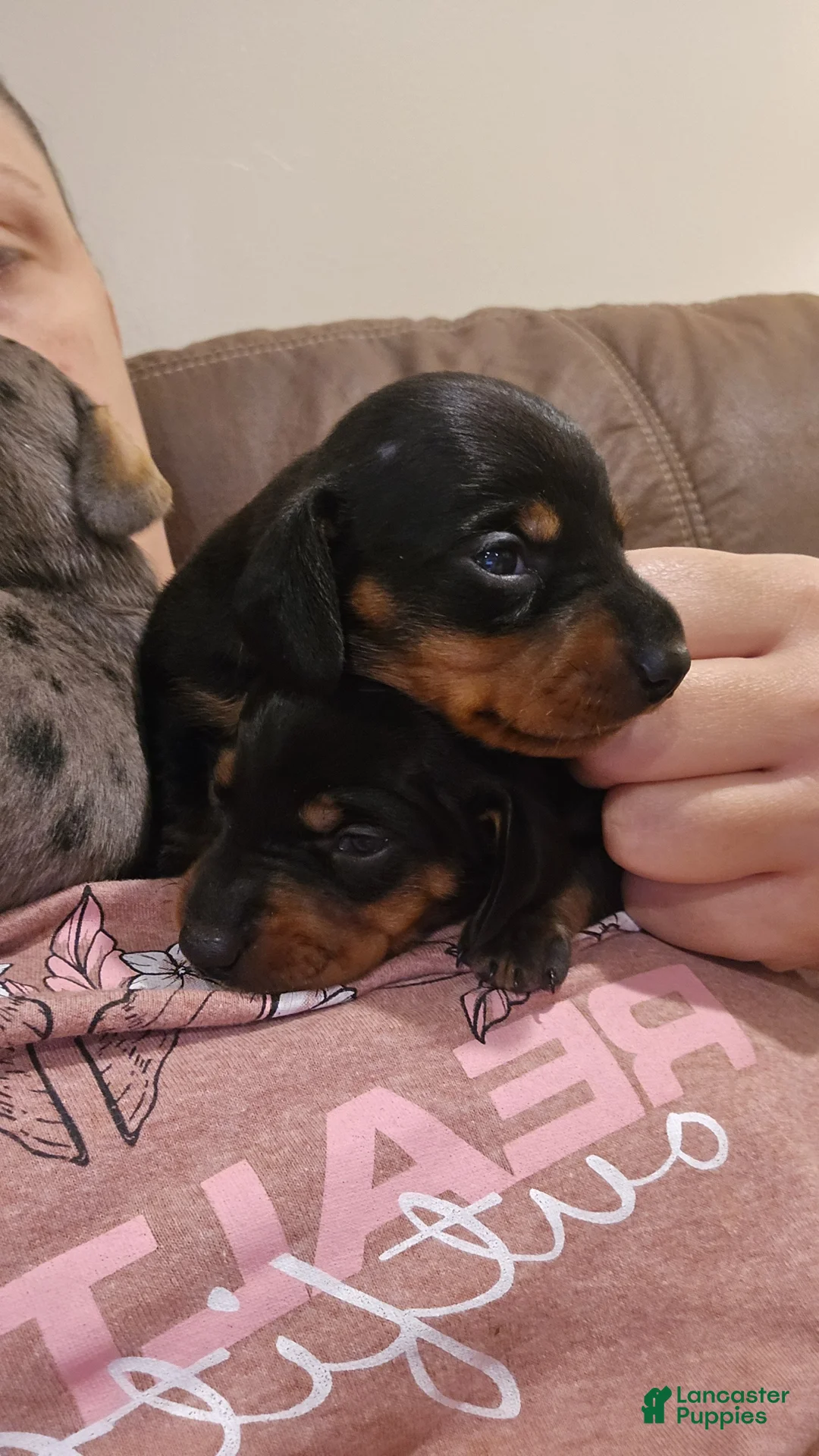 Miniature Dachshund dogs for sale: Curly  - Ad 2