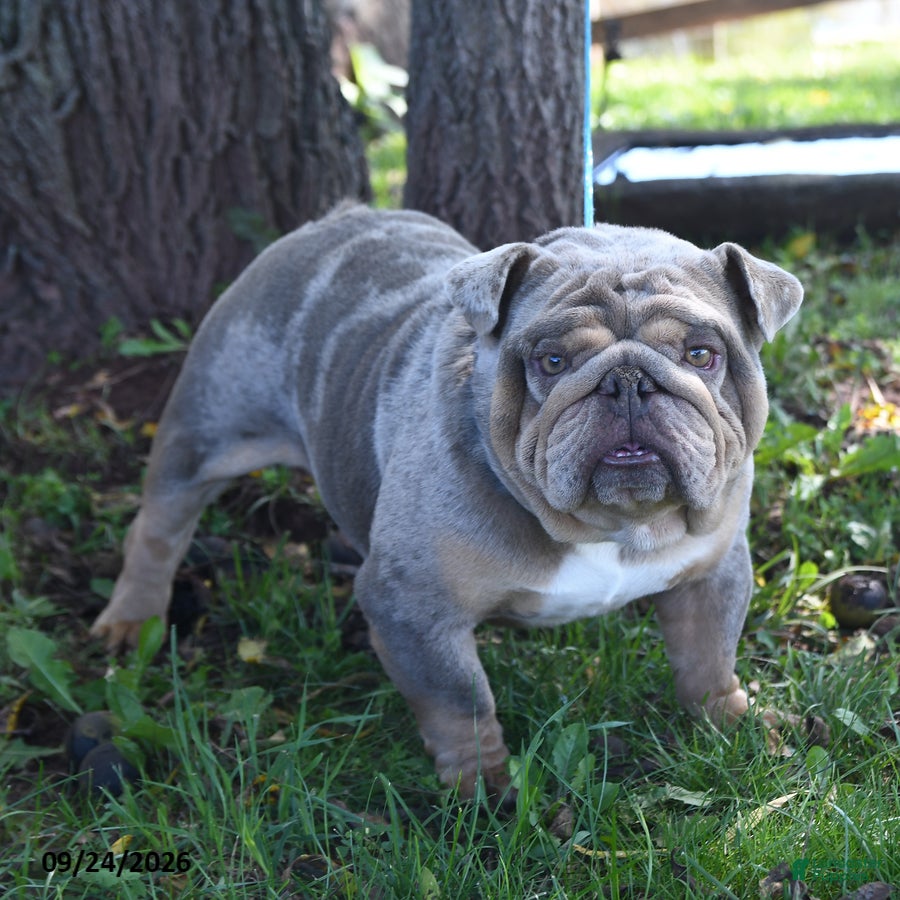 English Bulldog dogs Legend - Ad 1