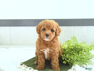 Toy Poodle dogs Tyler - Ad 4