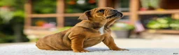 French Bulldog dogs for sale: Olive – Fawn Brindle/White - Ad 5