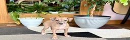 Italian Greyhound dogs for sale: Italian Greyhound male 2 Fawn  - Ad 4