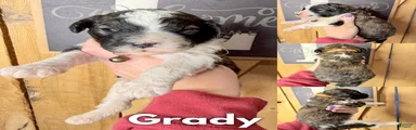 Grady