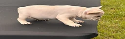 French Bulldog dogs for sale: Polar - Ad 3