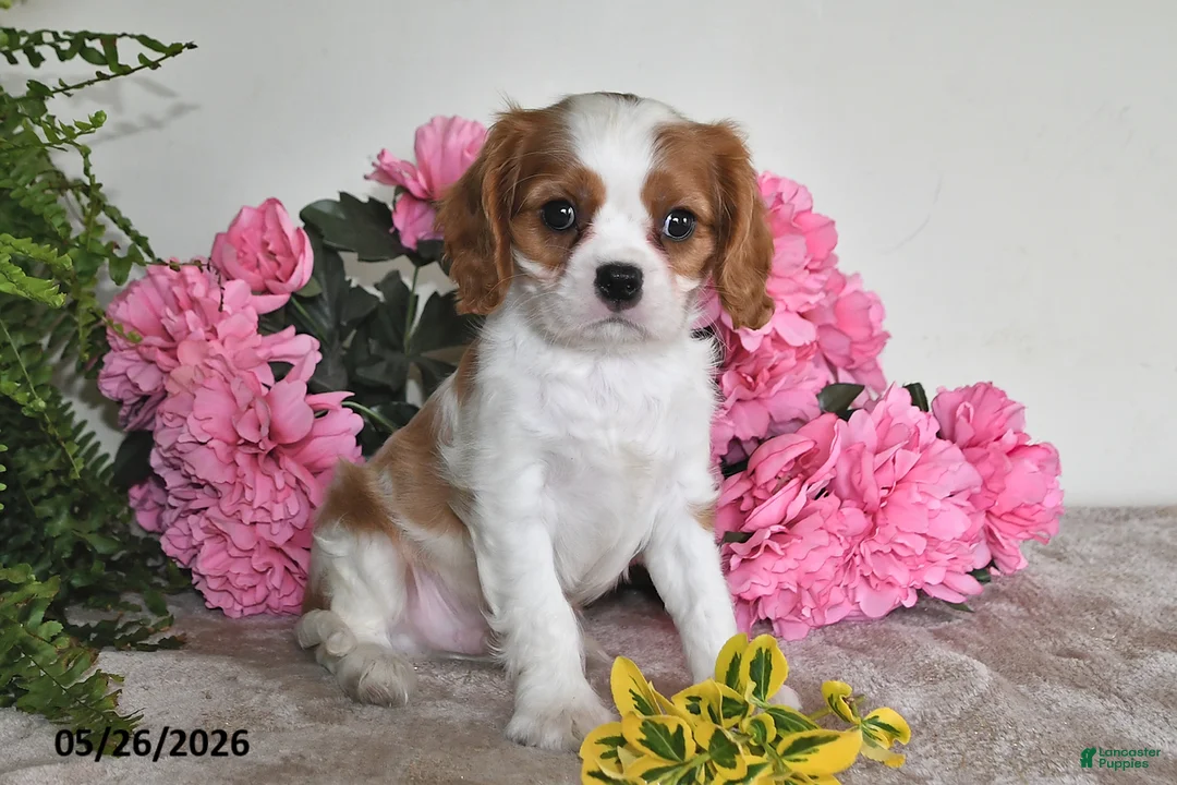 Cavalier King Charles Spaniel dogs for sale: Bingo - Ad 1